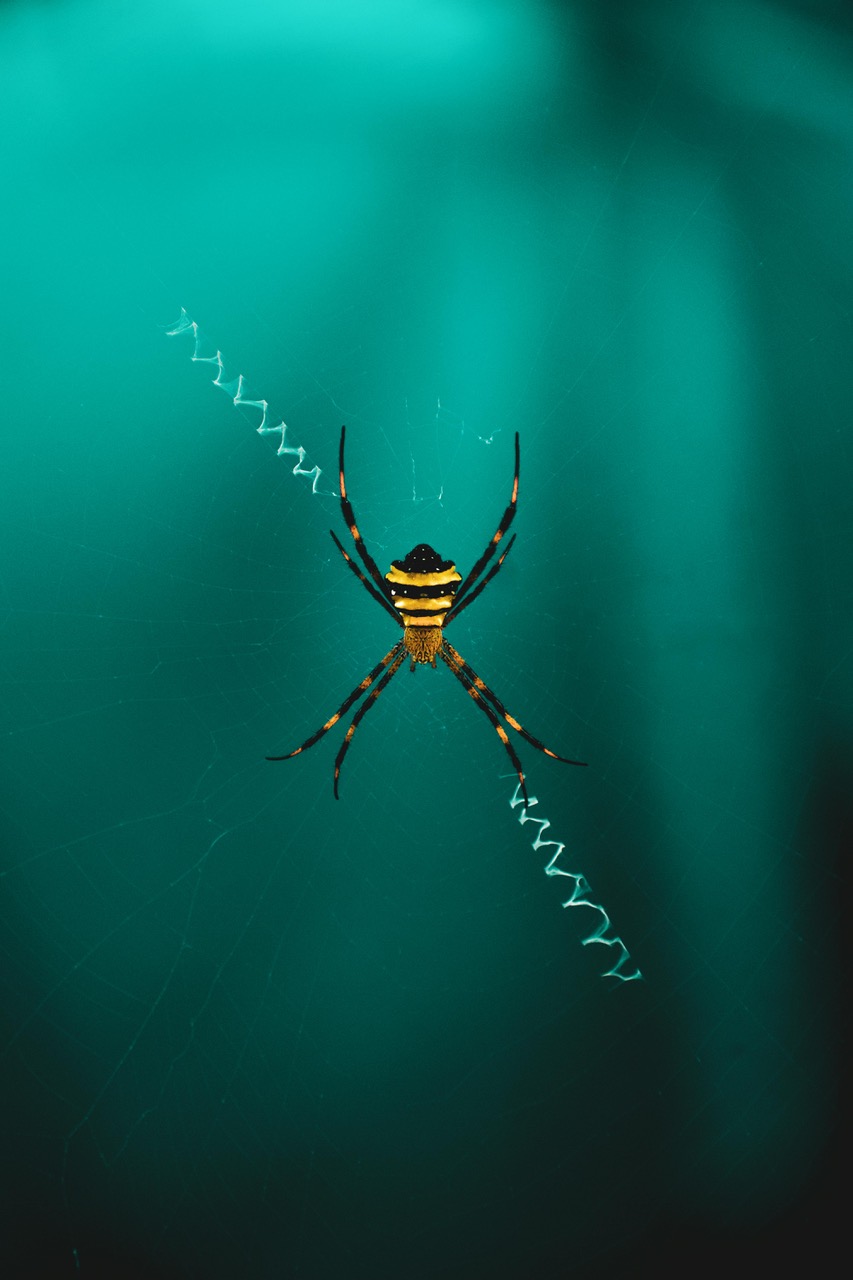 How Ugly Spiders Produce Beautiful Silk