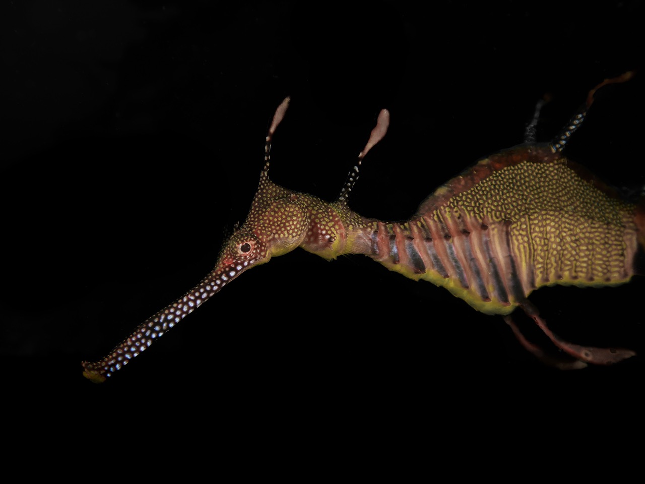 Sea dragons' genes give clues to their distinctive looks